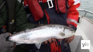 Meritaimenta Helsingin vesiltä: 03.10.2020 11.25