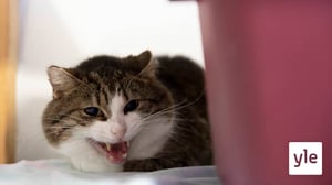 Kissapopulaatiot räjähtivät käsiin Kotkassa - yksi populaatio voi täyttää kokonaisen eläintalon: 07.10.2020 11.23