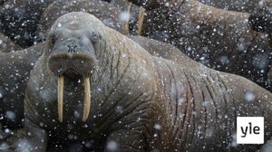 Etelämanner: 12.10.2020 06.00