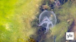 Itämeren suojelussa isoja puutteita: 13.10.2020 12.03