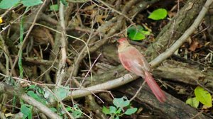 Luontomatkalla: 23.11.2017 09.05