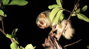 Avara luonto: Elämän mahti: 25.11.2017 18.40