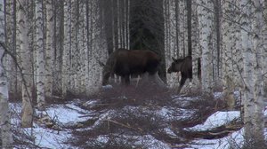 Pohjolan luonto (S): 25.11.2017 19.28