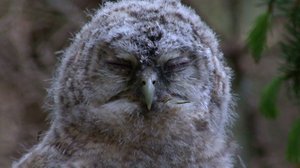 Pohjolan luonto (S): 27.11.2017 10.50