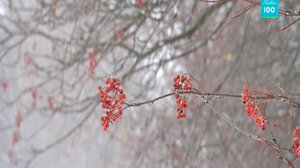 Yle Uutiset selkosuomeksi: Suomi 100: Suomalainen juttu. Sää: 27.11.2017 14.43