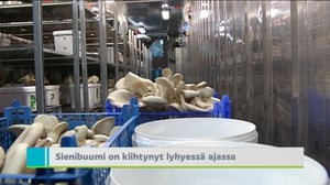 Yle Uutiset Uusimaa: Yle Uutiset Uusimaa 14-11-2017 klo 18-22: 29.11.2017 19.13