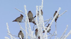 Pohjolan luonto (S): 30.11.2017 10.48