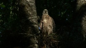 Pohjolan luonto (S): 01.12.2017 10.50