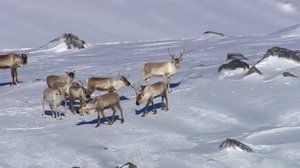 Luontoretkellä: Norjan tunturipeurat: 01.12.2017 15.10