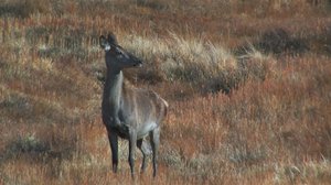 Luontoretkellä: Kauriinvasa: 03.12.2017 18.45