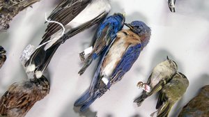 Tiededokumentti: Muuttolintujen haasteet: 04.12.2017 13.05