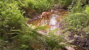 Nisäkkäiden pissan pituus on 21 sekuntia: 05.12.2017 10.12