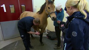 Elämäni eläimet: Eläinsairaalassa: 07.12.2017 12.00