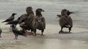 Pohjolan luonto (S): 08.12.2017 10.48