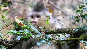 Avara luonto: Elämän mahti: 09.12.2017 18.40