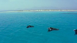 Afrikan luonnon helmiä: 10.12.2017 08.54