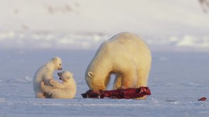 Norjan eläimiä: 10.12.2017 19.50