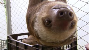 Luontomatkalla Costa Ricassa: 12.12.2017 10.00