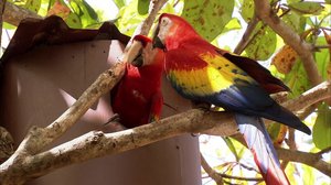 Luontomatkalla Costa Ricassa: 13.12.2017 10.00