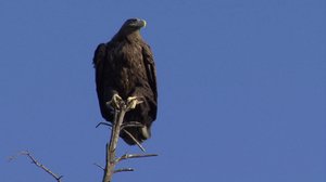 Pohjolan luonto (S): 13.12.2017 10.50
