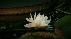 Victoria (S): 13.12.2017 16.45