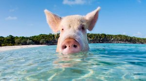 Prisma: Oudoimmat luonnonilmiöt: 13.12.2017 19.00