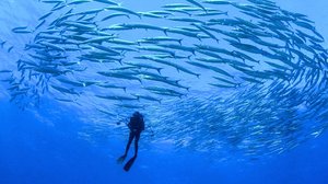 Dok: Inn sæi - intuition voima: 15.12.2017 00.01