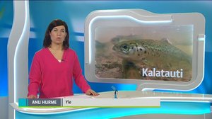 Yle Uutiset Häme: Yle Uutiset Häme 15-12-2017 Klo 18-22: 15.12.2017 18.10