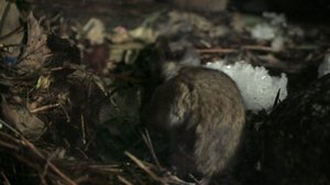 Norjan eläimiä: 17.12.2017 19.50