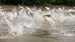 Prisma: Oudoimmat luonnonilmiöt: 20.12.2017 19.00