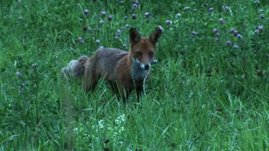 Pohjolan luonto (S): 21.12.2017 10.48