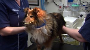 Elämäni eläimet: 22.12.2017 16.00