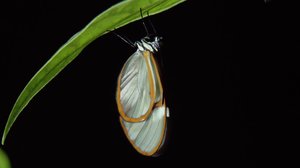 Avara luonto: Elämän mahti: 23.12.2017 18.41