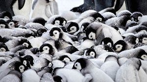 Avara luonto: Pieni pingviininpoikanen: 24.12.2017 06.00