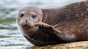 Luontoretkellä: Oslovuonon salaisuudet: 27.12.2017 07.30