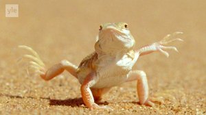 Afrikan luonnon helmiä: 27.12.2017 08.54