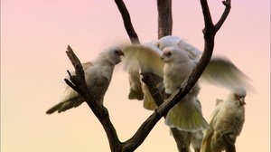 Avara luonto: Australia: 28.12.2017 08.05