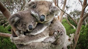 Avara luonto: Australia: 29.12.2017 08.05