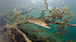 Näin syntyi Järven tarina (S): 31.12.2017 00.01