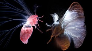 Yöperhosten salattu maailma (S): 31.12.2017 16.25