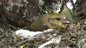 Norjan eläimiä: 31.12.2017 19.50