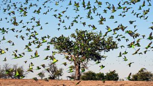 Avara luonto: Luonnon massatapahtumat: 01.01.2018 11.05