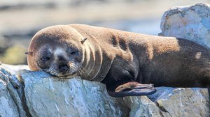 Avara luonto: Merikarhut: 02.01.2018 08.05