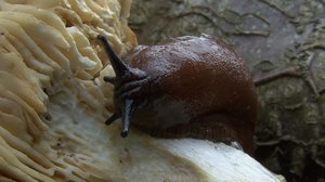 Pohjolan luonto: 03.01.2018 06.00