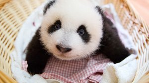 Avara luonto: Pandanpoikaset: 03.01.2018 08.05