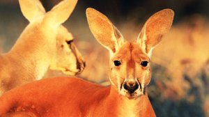 Avara luonto: Kengurukuningas: 06.01.2018 18.45