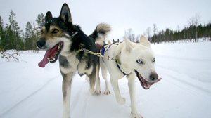 Peltsin Lappi: 07.01.2018 00.01