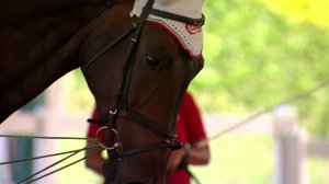 Ratsastuksen maailma: 07.01.2018 17.00