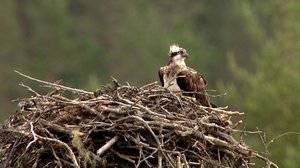 Norjan eläimiä: 07.01.2018 19.50