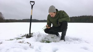Yle Uutisluokka Triplet: Routa ajaa viljelijän etsimään uusia viljelytapoja: 09.01.2018 09.30